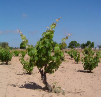 Landweine Formentera - Balearen - Agrarnahrungsmittel, Ursprungsbezeichnungen und balearische Gastronomie